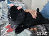 Load image into Gallery viewer, BTS Member Weighted Plushie - IN-STOCK